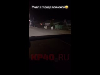 В Малоярославце на улице заметили волка