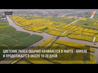 На востоке Китая началось цветение живописных полей рапса