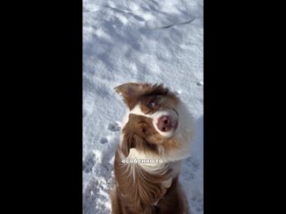 А мне с тобой дружить приходится) -- Дача, дом и животные