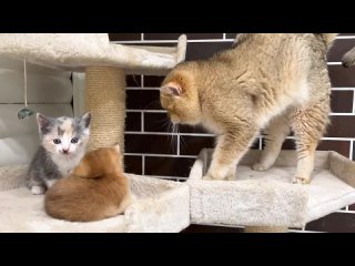 Папа-кот вынужден стать матерью котят