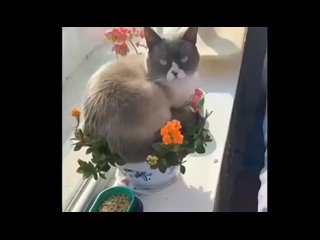 Кот по кличке “Цветочек“ оправдал своё название -))