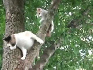 - Мама кошка спасает котенка