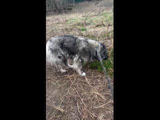 Видео от Фонд помощи кавказским овчаркам “Храбрые Сердцем