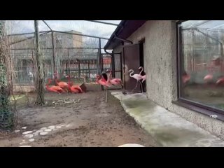 Фламинго в зоопарке Ижевска выпустили на первую после зимы прогулку