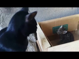 Мама Коша разговаривает с котятами Mom cat talking to her kittens