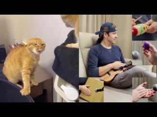 ! Cat Song - The Singing Cat Catchy