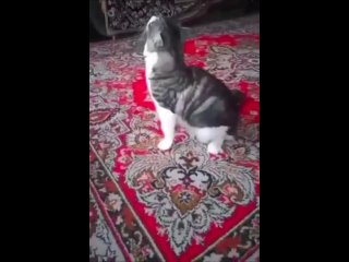 Video by Коты приколы шерстяных•юмор