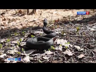 В Тульской области проснулись гадюки