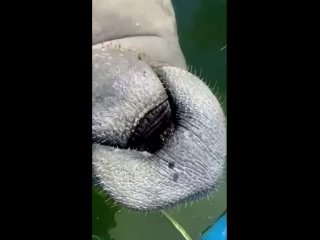 A Really Thirsty Manatee