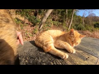 [野郎が撮った猫動画] Симпатичного кота может потрогать человек в незащищенной позе