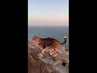 Break for a glorious mountain kitty