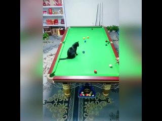 котик игрок