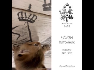 Video by Russian Cats - питомник кошек породы Чаузи. СПб