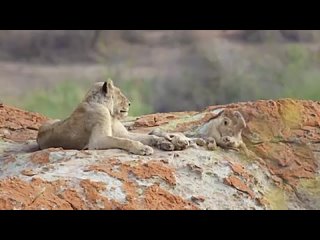 Tiny lion cubs have no care in the world under the protection of their mom
