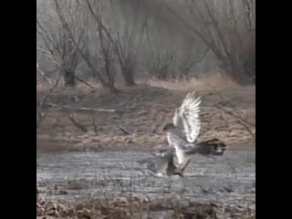 Нападение Хищника на Подсадную Утку.