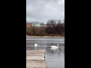 Грациозных лебедей запечатлели в Нижнекамском районе (видео)