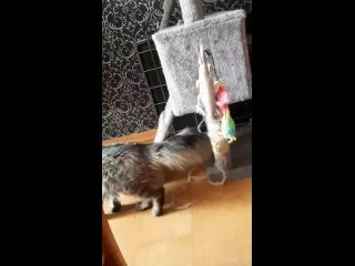 Видео от Котики от Николь. Нежные кошки хотят домой!