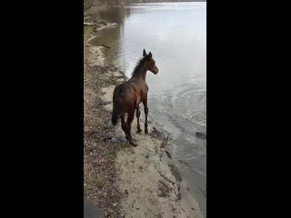 Vido de Походы по Среднему Уралу. Конный и пеший туризм.