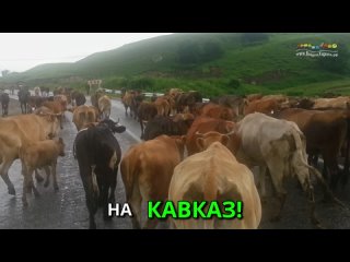 Перегон коров на верхние пастбища на Кавказе, в июне.