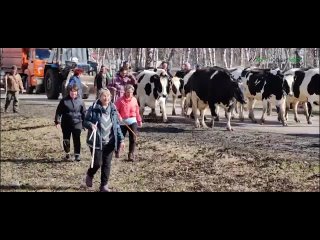 Видео от Федерация ММА Курганской области