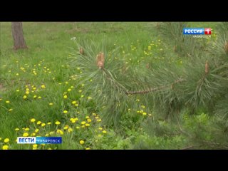 Рост нападений клещей регистрируют в Хабаровском крае после майских праздников