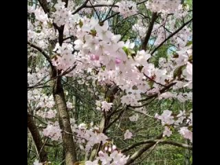 В Бирюлевском дендропарке зацвела сакураПолюбоваться красотой цветения сакуры можно в течение недели.