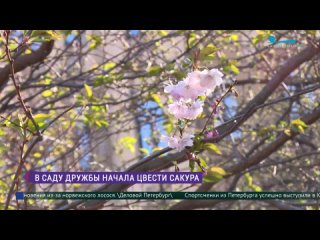 В Саду Дружбы начала цвести сакура