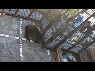 Накидал сосисок в тесте: в Челябинском зоопарке посетитель травил медведей