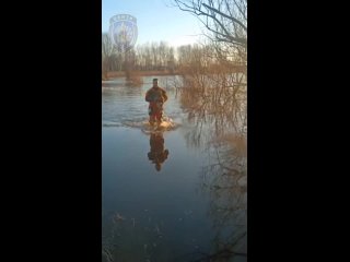 Спасатели из Зеи за неделю дважды спасли животных из воды