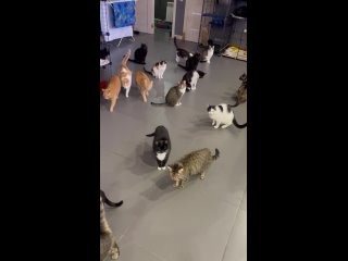 Видео от Дом для кошек OzziHome