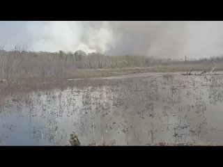В Хабаровске бушуют лесные пожары