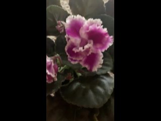 Видео от Коллекция растений ЛиЛи