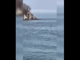 Для косатки слишком маленький спинной плавник. Больше на кита минька похож - Дмитрий Коротин
