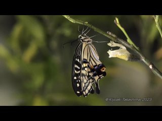 Парусник Ксут / Papilio xuthus