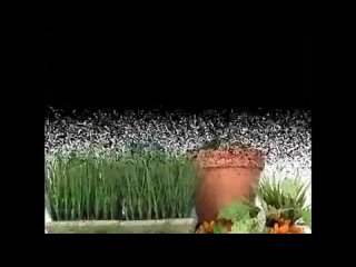 Мультфильм до 1 года. Пчелка