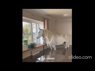Лошадь спасли из затопленного дома в Оренбурге. Для этого пришлось использовать кран.