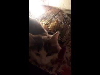 Video by Переезд кота в деревню