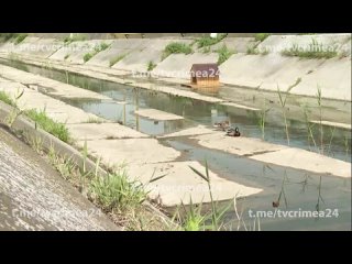 В Феодосии на реке Байбуга волонтёры сделали домики для уток