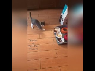 У котика перед едой какой-то свой ритуал. Что-то он такое интересное делает. Наверное, чтобы еда была вкуснее.