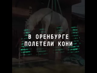 Не сказка, но история со счастливым концом: как белогривый конь из Оренбурга от наводнения спасся и в небе полетал