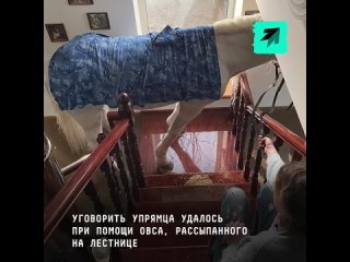 Не сказка, но история со счастливым концом: как белогривый конь из Оренбурга от наводнения спасся и в небе полетал