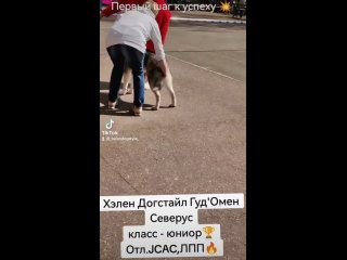 Видео от Питомник  HELEN DOGSTYLE. БКО /FCI
