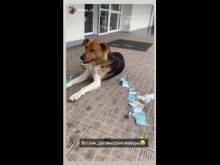 Пока ты лежишь на диване, собаки зарабатывают деньги 🫰  🎥chpdagomys (видео)