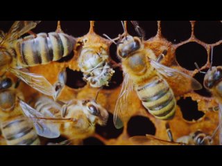 № 5 «Почему умирают пчелы?»