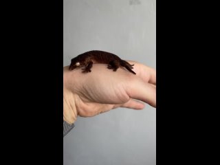 Видео от Гигантские бананоеды и другие гекконы