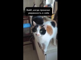 А ну пошёл нахуй отсюда,озвучка,котики,прикол