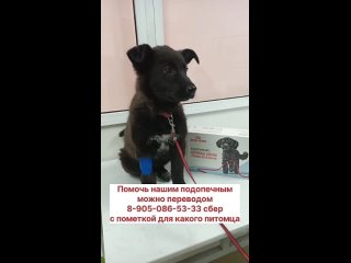 Будем жить - помощь собакам из Приюта Зыковоtan video