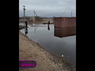 В Архангельской области собачий приют стремительно уходит под воду  четвероногие вынуждены стоять в ледяной воде, дожидаясь эва