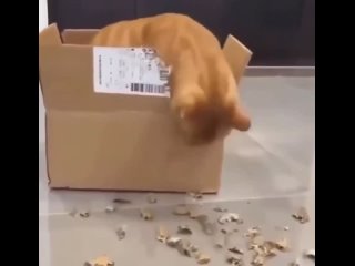 кот грызет коробку