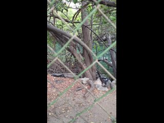 An Iguana Nature Preserve In Rodadero, Santa Marta, Colombia